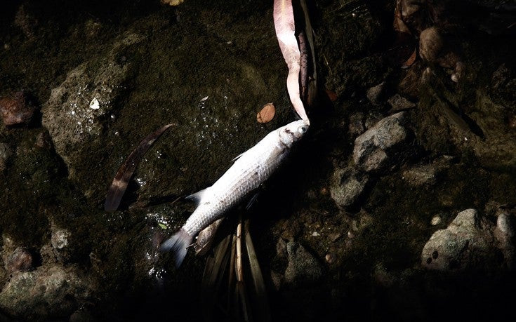 Αποκαρδιωτικές εικόνες: Nεκρά ψάρια επιπλέουν στο ρέμα της Πικροδάφνης – Αιτία η πετρελαιοκηλίδα